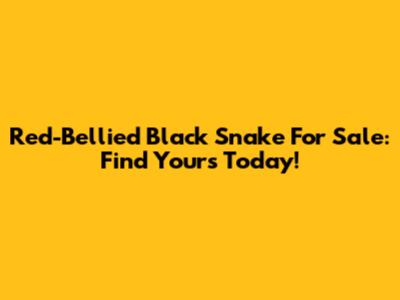 Red-Bellied Black Snake For Sale: Find Yours Today!